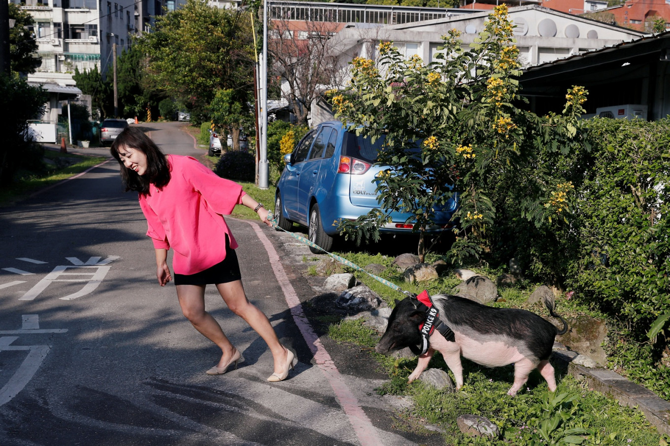 Anita Chen drags her 5 years-old pet pig Mei Mei, during a short walk, near her house, in Taipei, Taiwan January 28, 2019. Picture taken January 28, 2019. 