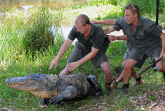 Military steps in as Australia floods bring crocs to the streets