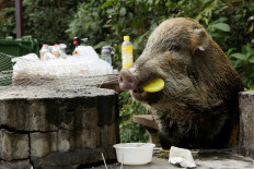 Hong Kong's wild boar dilemma in the Chinese New Year of the Pig