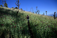 Myanmar's opium farmers cling on to lucrative crop