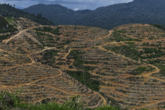 Chinese hunger for 'world's smelliest fruit' threatens Malaysian forests