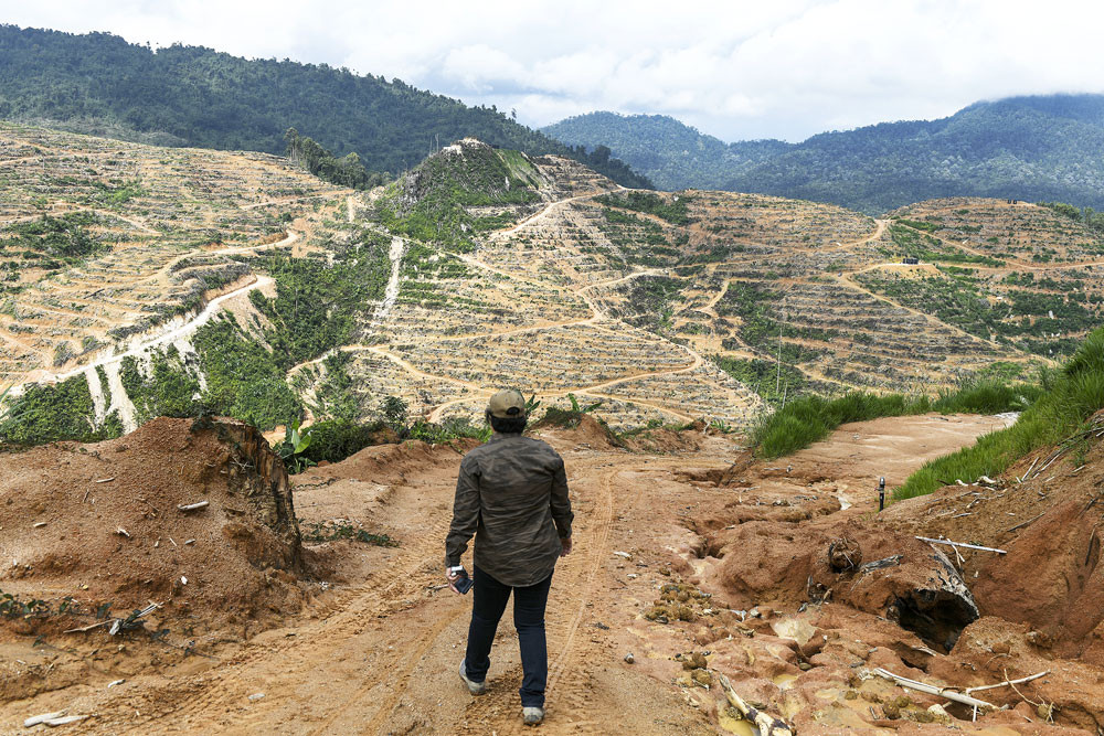 Imagen de un terreno afectado por la tala desenfrenada