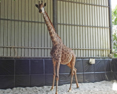 Lucy the giraffe dies while giving birth at Singapore Zoo