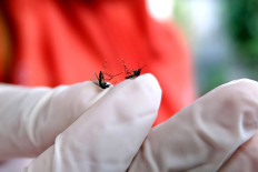 Indonesia's Wolbachia project holds big promise, raising hope for dengue elimination