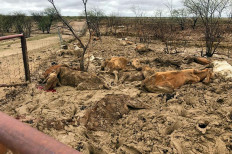 'Hundreds of thousands' of cattle feared dead after Australia floods