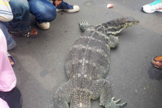 Lizard goes on diet to meet mating partner