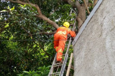 6-meter python found in tree in West Jakarta