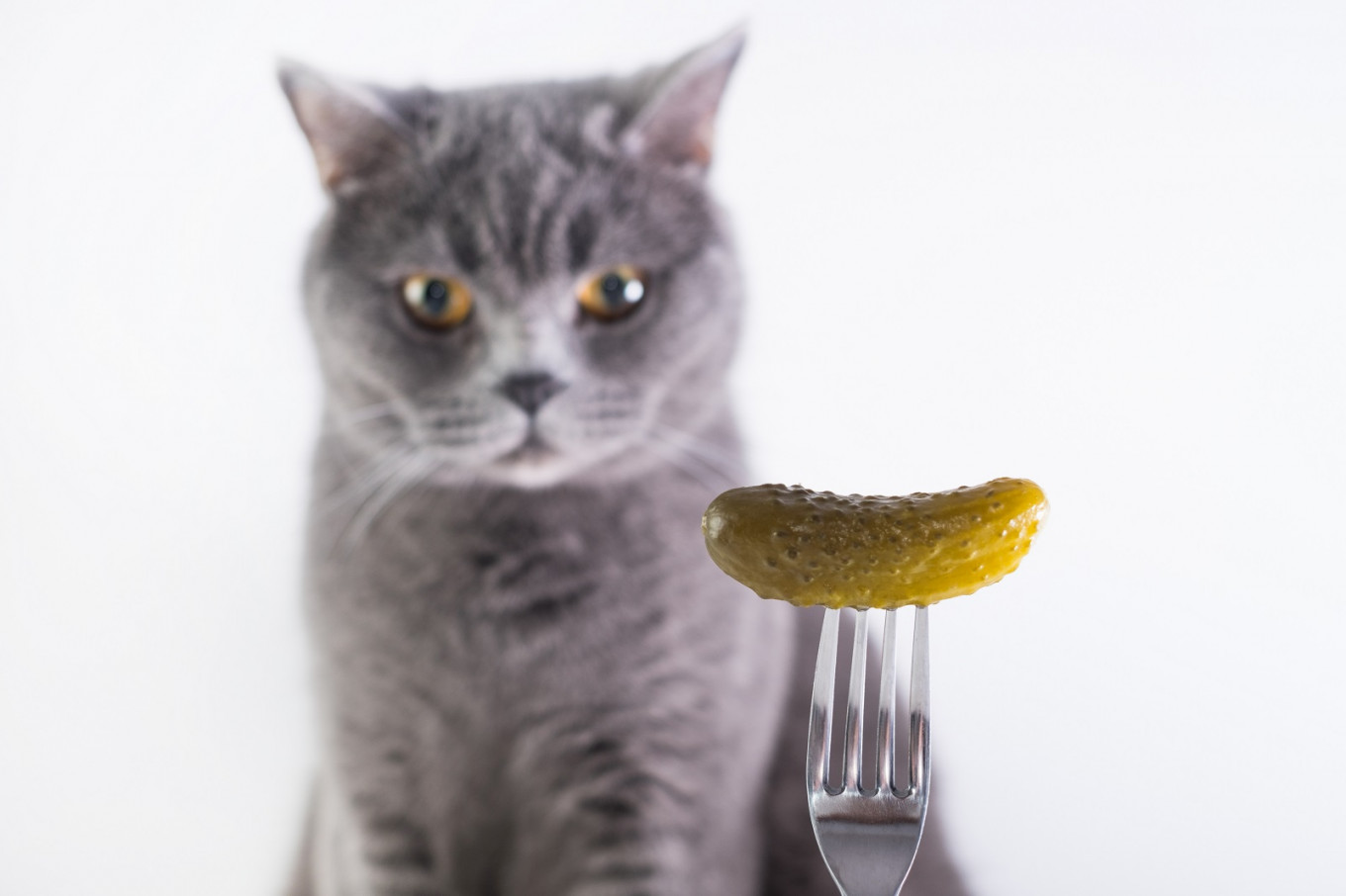 Cucumber on sale cat prank