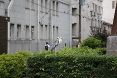 Savoring urban peace in Japan