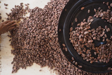 Selecting the best: A worker at the Kerta Semaya Samaniya Cooperative sorts out cocoa beans.