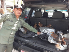 Protected birds allegedly traded freely in Riau