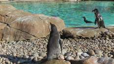 Finding love among the gay penguins at London Zoo