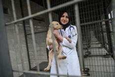 Istanbul vets make city's stray animals feel at home
