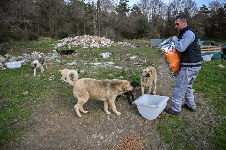 A worker of Istanbul metropolitan municipality feeds stray dogs on January 30, 2019 at Sariyer, northern Istanbul.