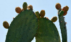 Prickly pears: 'Humble' cactus brings hope to Algeria