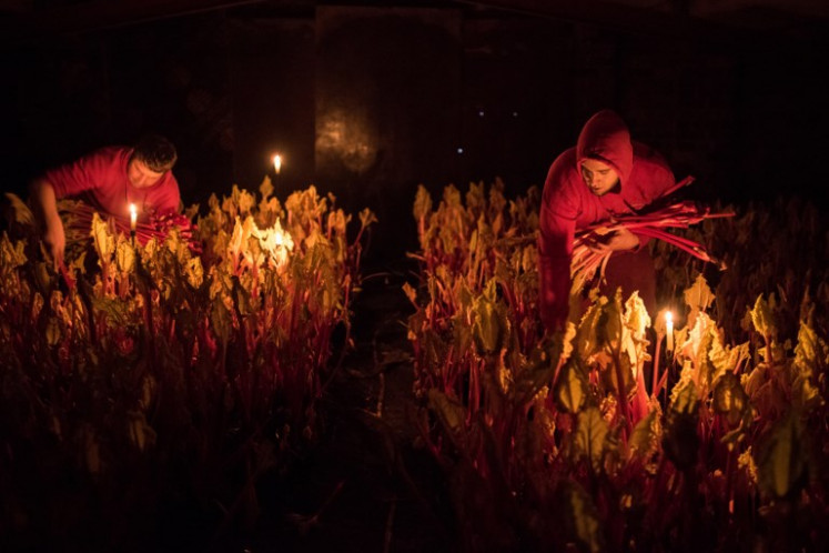 Farm worker Marek Vojteck (R) harvests forced rhubarb with farmer Robert Tomlinson (L) by candlelight on Robert Tomlinson's farm in Pudsey, near Leeds in northern England on February 12, 2019. 