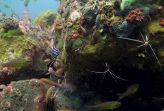 Indonesia eyes top position as decorative fish exporter