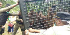 Medan Zoo swaps Sumatran tigers for Kalimantan orangutans