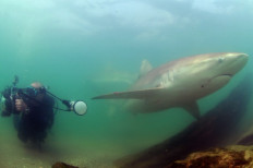 Sharks reel in fans in Eastern Mediterranean winter waters