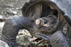 Scientists to search for relatives of extinct Galapagos tortoises
