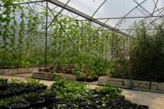 Pandemic has silver lining for Iraq: food self-sufficiency