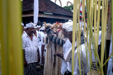 A Balinese man dances while wearing the Rangda during Ngerebong. Balinese Hindus evoke spirits to put them in a trance-like state during which many will push daggers into their chest and neck. JP/Agung Parameswara