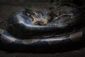 Python swallows woman whole in South Sulawesi