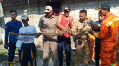 Second python in one day caught in Jakarta 