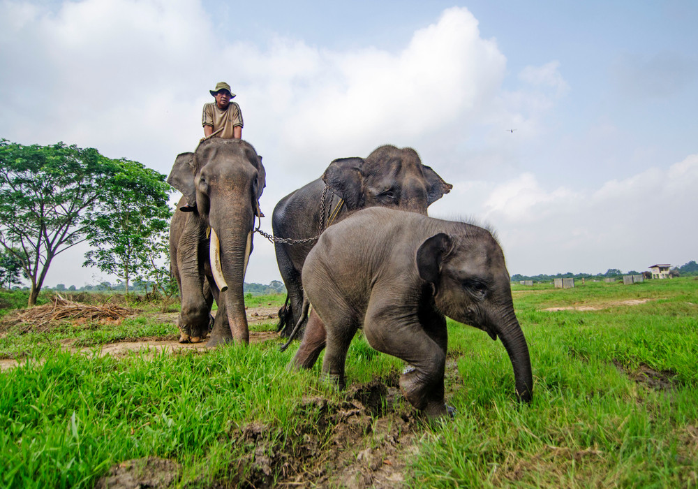 National Parks in Indonesia with Endangered Species