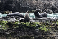 Robinson Crusoe island sets example for the world in conservation
