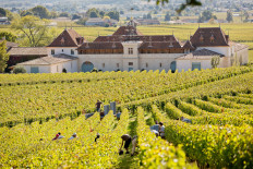 Château Angélus and its vineyard in France. 