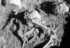 Prehistoric humans loved their dogs to death