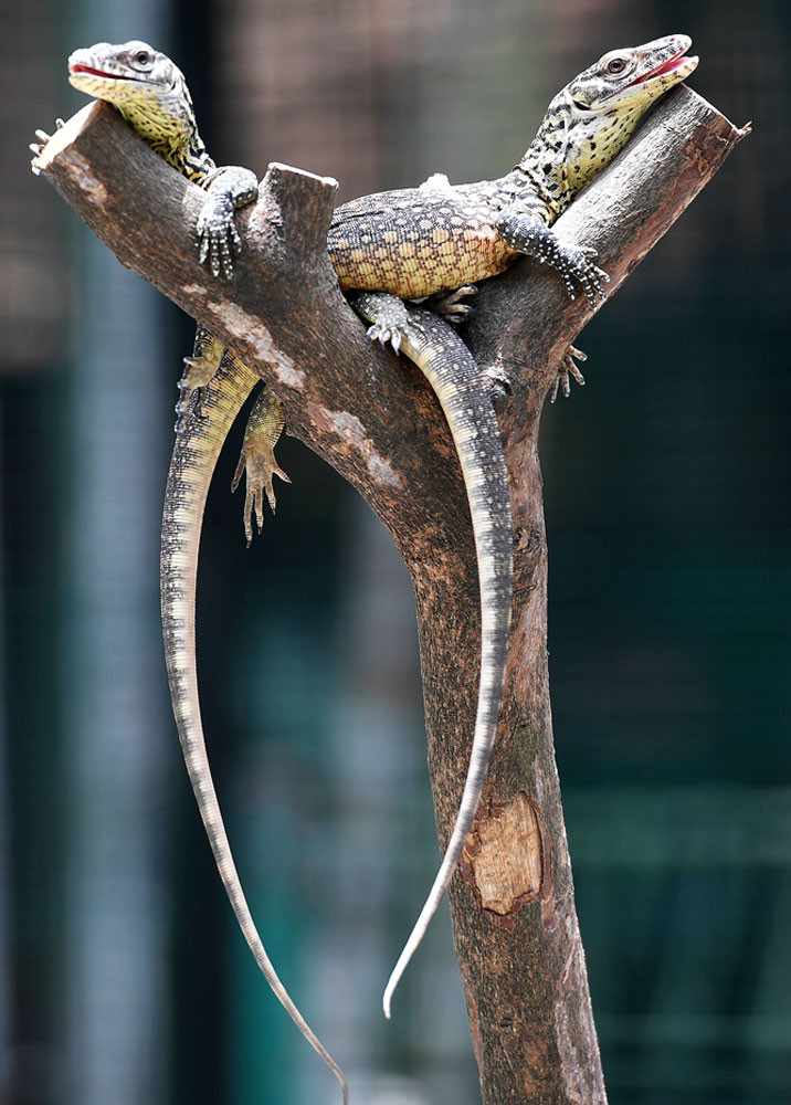 Surabaya zoo breeds Komodo dragons to save them from extinction -  Archipelago - The Jakarta Post