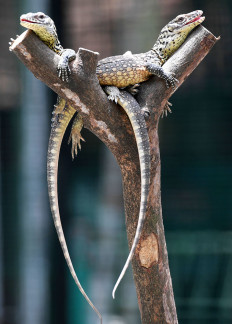 Surabaya zoo breeds Komodo dragons to save them from extinction