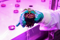 This handout picture taken on February 25, 2019 and released by Government Pharmaceutical Organization (GPO) of Thailand on March 8, 2019 shows a GPO researcher examining a cannabis plant in an indoor laboratory in Pathum Thani. 
Government Pharmaceutical Organization (GPO) of Thailand / AFP