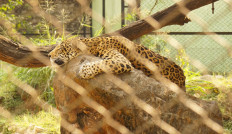 Jaguar claws Arizona woman who climbed zoo barrier to take a selfie