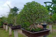 Slum area in Depok transformed into bonsai garden