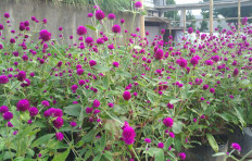 Touring Rumah Atsiri, an educational destination for fragrance lovers 