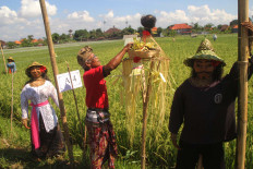 A farmer puts the offerings in between two scarecrows after the festival. JP/Zul Trio Anggono