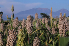 Sorghum returns to Flores