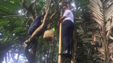 Jakarta celebrates endemic 'duku condet' harvest