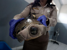 Smuggler arrested in Papua with over 2,000 endangered turtles