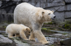 A polar bear cub and her mother Tonja are photographed at their enclosure as the baby is presented to the press after leaving the breeding burrow for the first time on March 15, 2019 at the Tierpark zoo in Berlin. The cub, who does not have a name yet, was born on December 1, 2018.