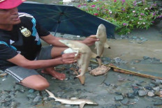Baby sharks found in Sentani after deadly flood 