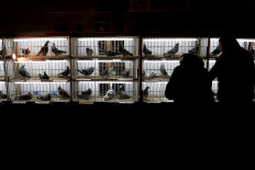 Million-dollar birdie: Belgian pigeon smashes price record