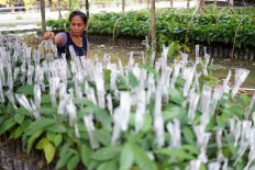 High cocoa price underpins exports, trade surplus