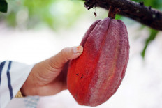 Pinning hopes on cacao: As of 2017, there were 39,400 hectares of cacao plantations in North Luwu, South Sulawesi, producing 6,300 tonnes of wet cacao.