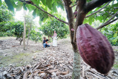 Falling production leaves bitter aftertaste in Indonesia&rsquo;s cocoa industry