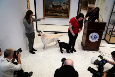 Labrador retriever fetches top US dog breed honor for record 28th year