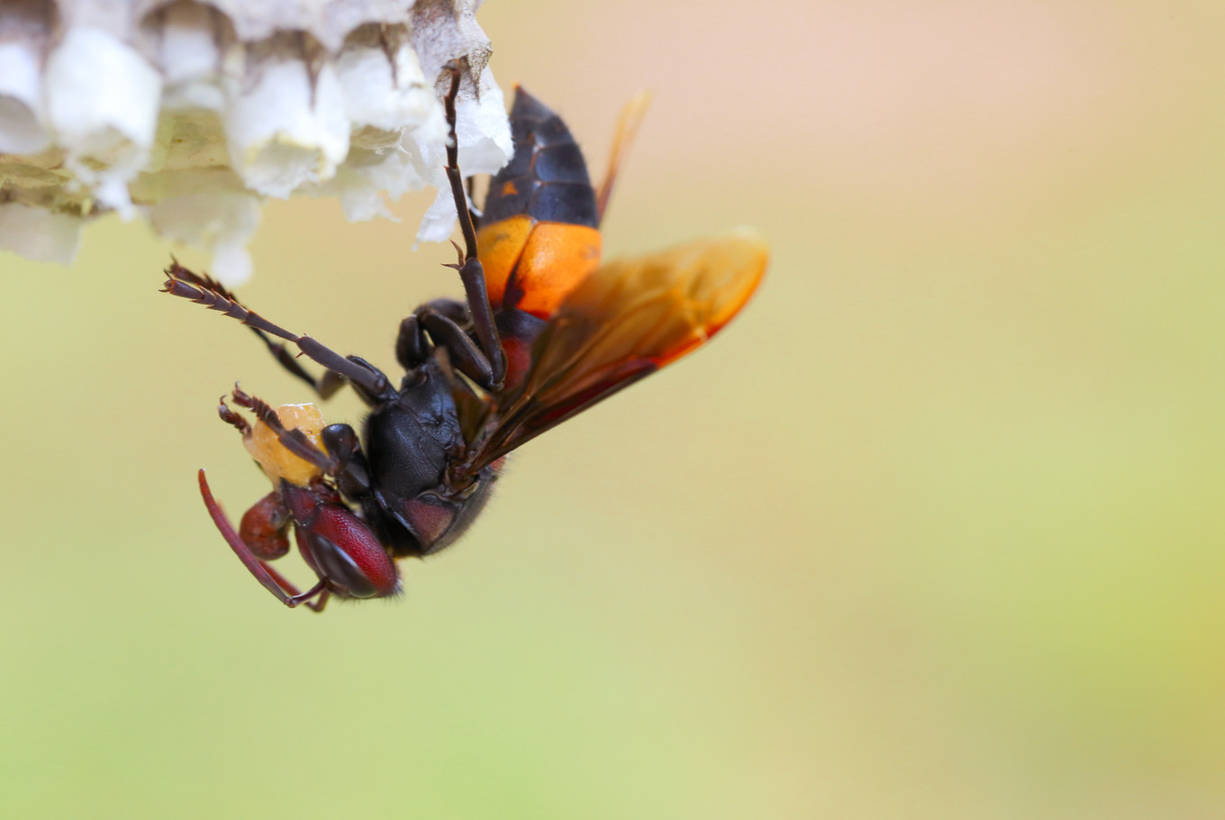 Balita Meninggal, Saudara Terluka Disengat Lebah – Nusantara